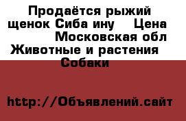 Продаётся рыжий щенок Сиба ину  › Цена ­ 50 000 - Московская обл. Животные и растения » Собаки   